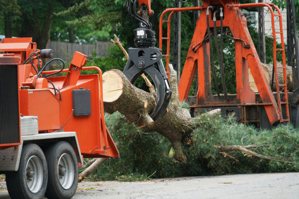 Best Tree Branch Trimming  in Privateer, SC